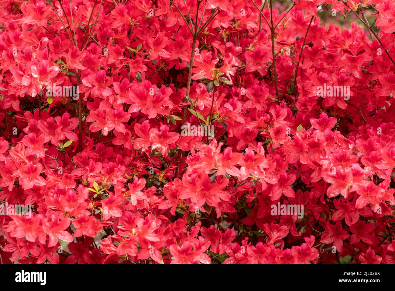 Fiori rossi di rododendro in fiore Foto Stock