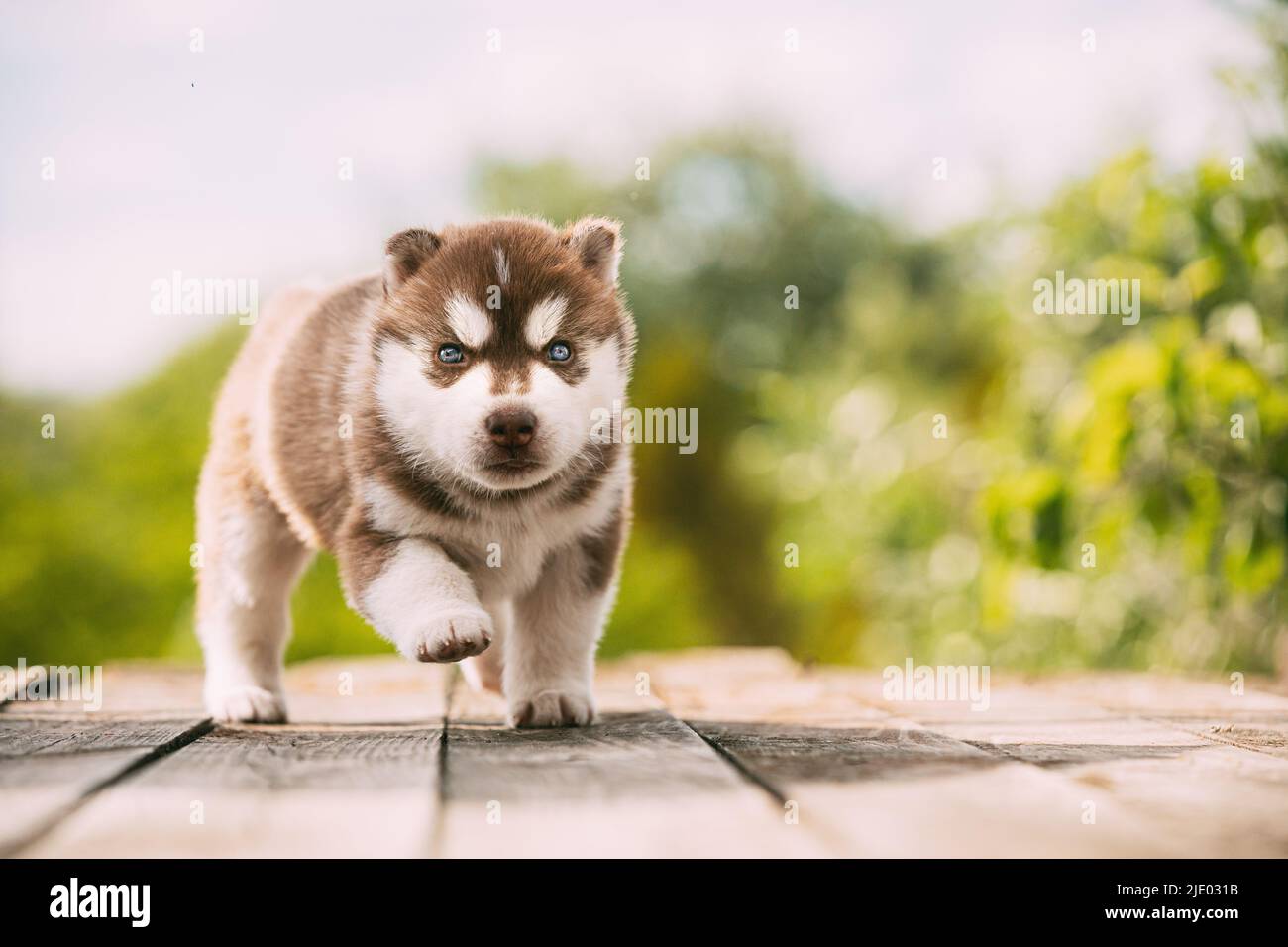 Puppy di colore bianco-marrone di quattro settimane Husky in piedi su terreno di legno. Foto Stock