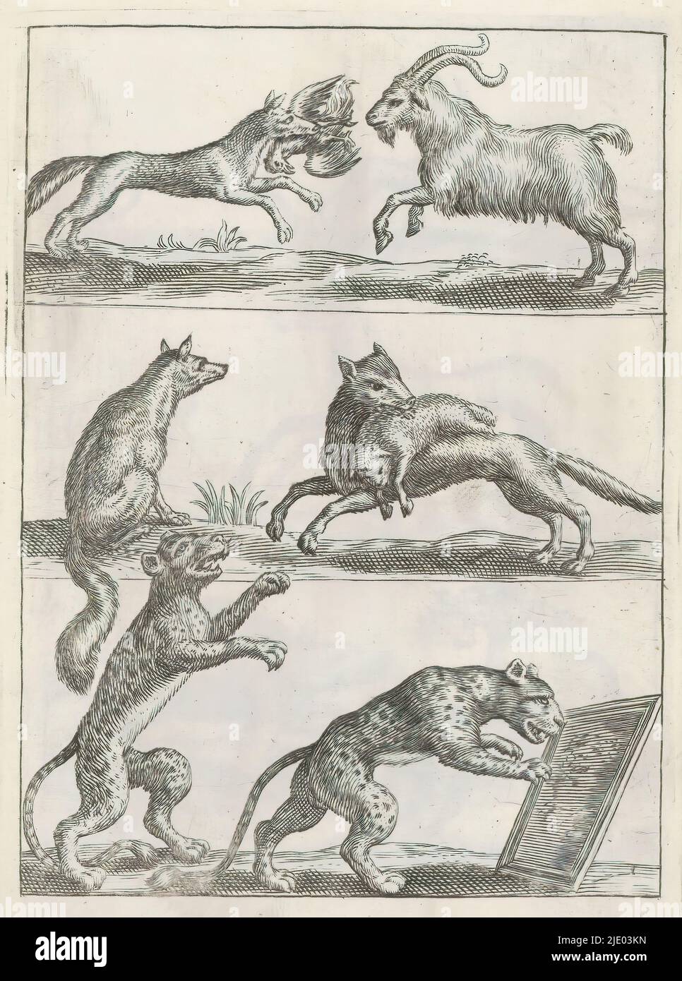 Volpi, ariete, leopardo e tigre, Animali terrestri (titolo della serie), Bestiarum quadrupedum Vivae Icones (titolo della serie), vari animali. Sopra: Una volpe con un uccello in bocca e un ariete. Mezzo: Una volpe seduta e una volpe con una pecora in bocca. Sotto: Una pantera sulle gambe posteriori e una tigre davanti ad uno specchio. Questa stampa fa parte di un album., tipografo: anonymous, tipografo: Crispijn van de Passe (i), (rejected attribuzione), dopo disegno di: Adriaen Collaert, Utrecht, 1635 - 1660, carta, incisione, altezza 131 mm x larghezza 94 mm Foto Stock