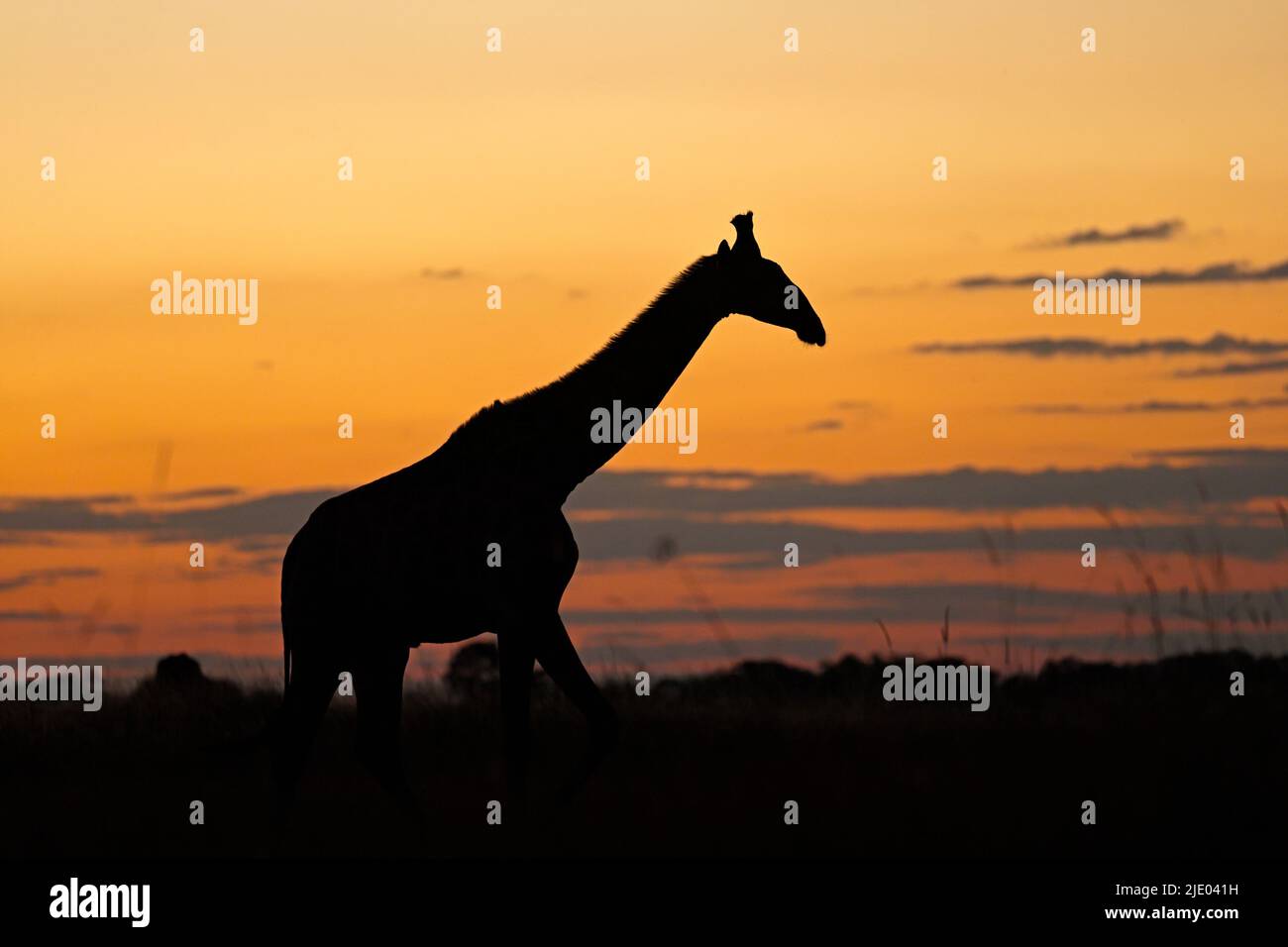 Giraffa contro il sole che tramonta a Moremi Botswana Foto Stock
