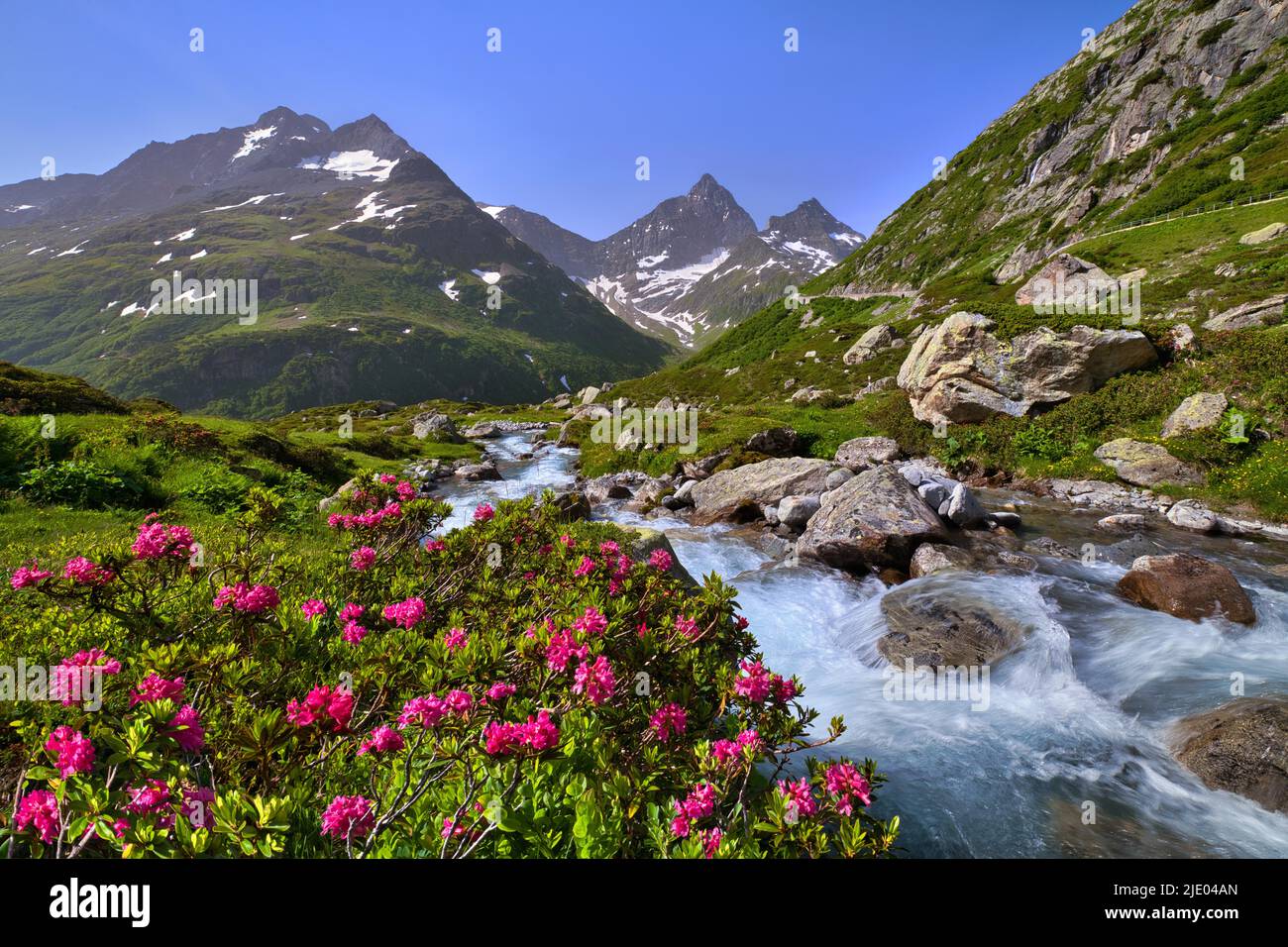 Alpenrose fiorite (Rhododendron ferrugineum) da un torrente di montagna sul Passo Susten, Canton Uri, Svizzera Foto Stock
