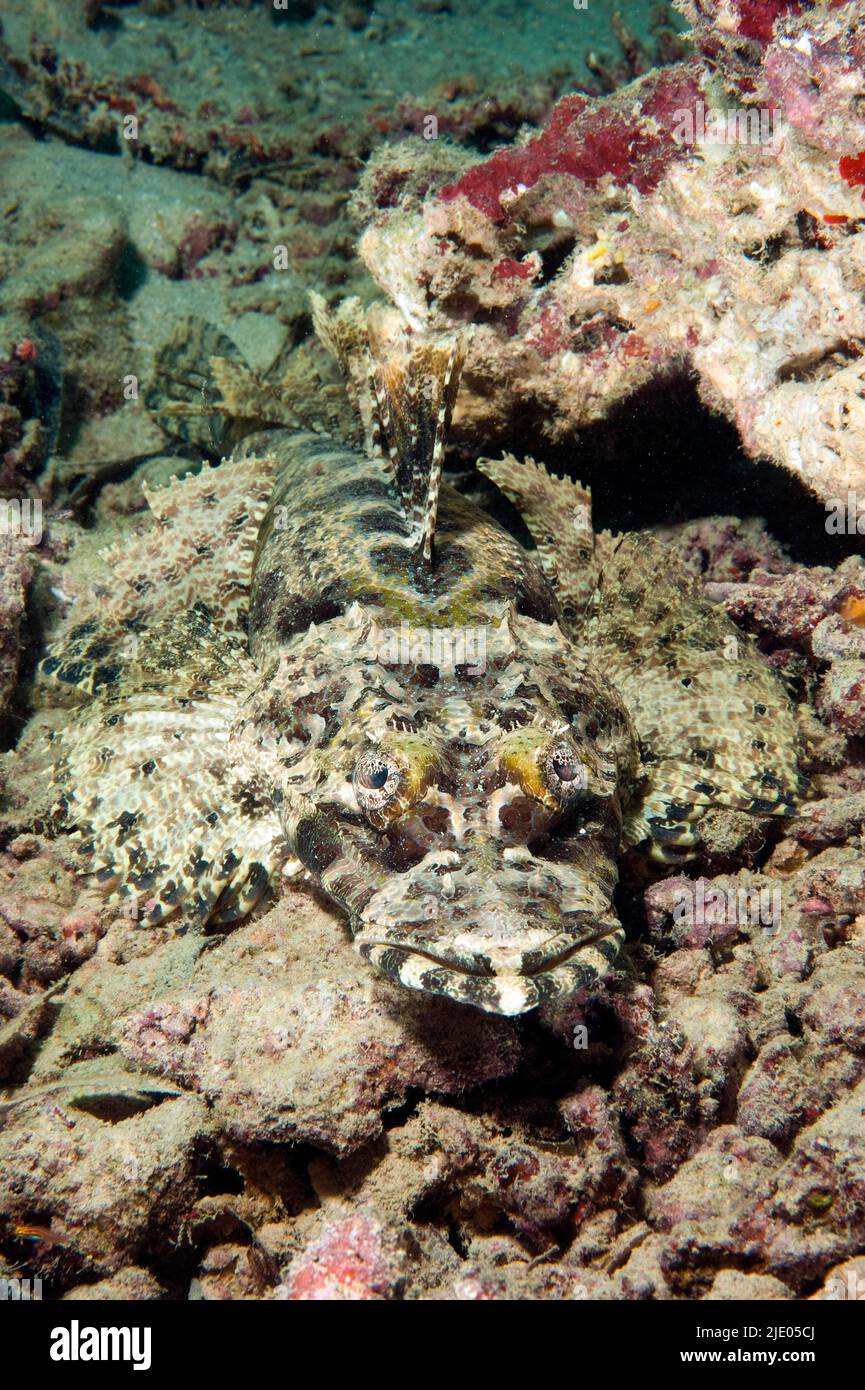 Il pesce coccodrillo tappeto (Papilloculiceps longiceps) si trova mimetizzato sul fondo marino, Oceano Pacifico, Yap, Isole Caroline, Micronesia Foto Stock