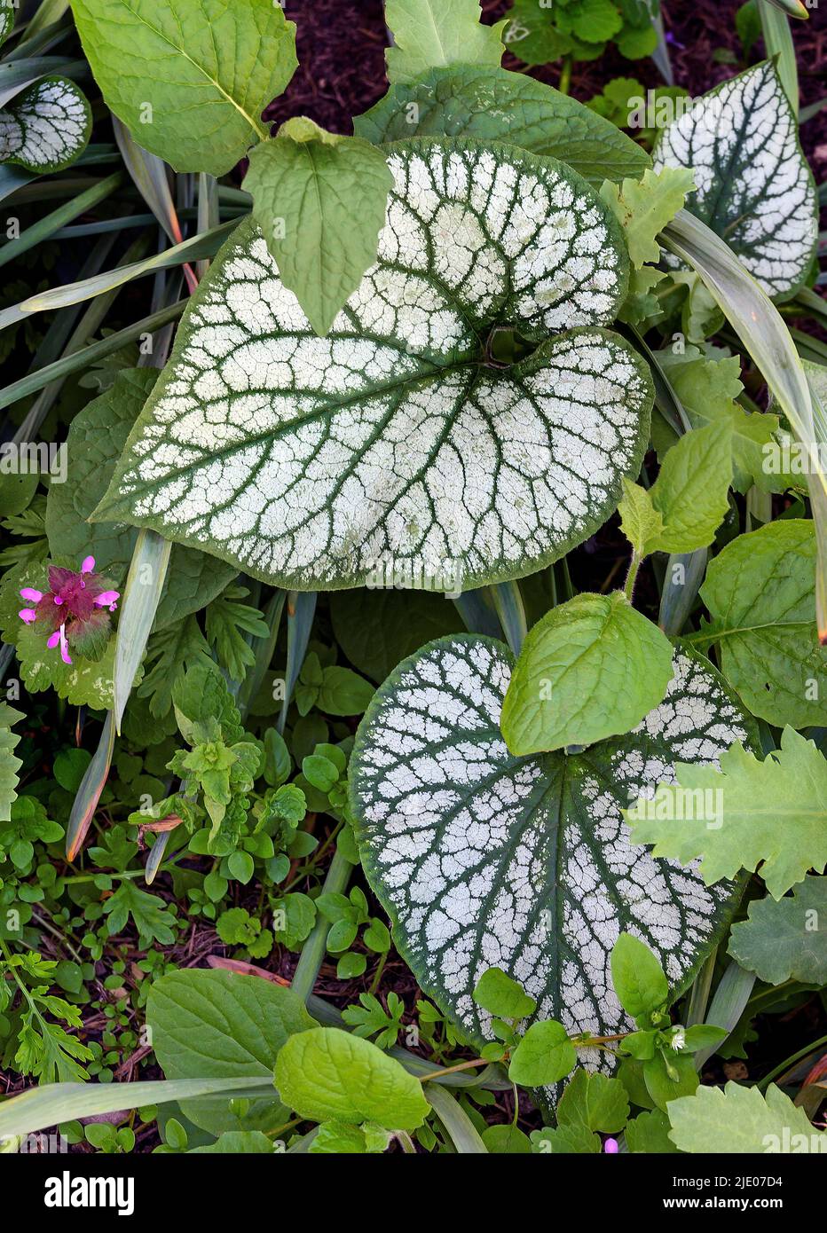 Buggloss siberiano caucasico (brunnera macrophylla) e tartarughe morte (Lamium), Allgaeu, Baviera, Germania Foto Stock