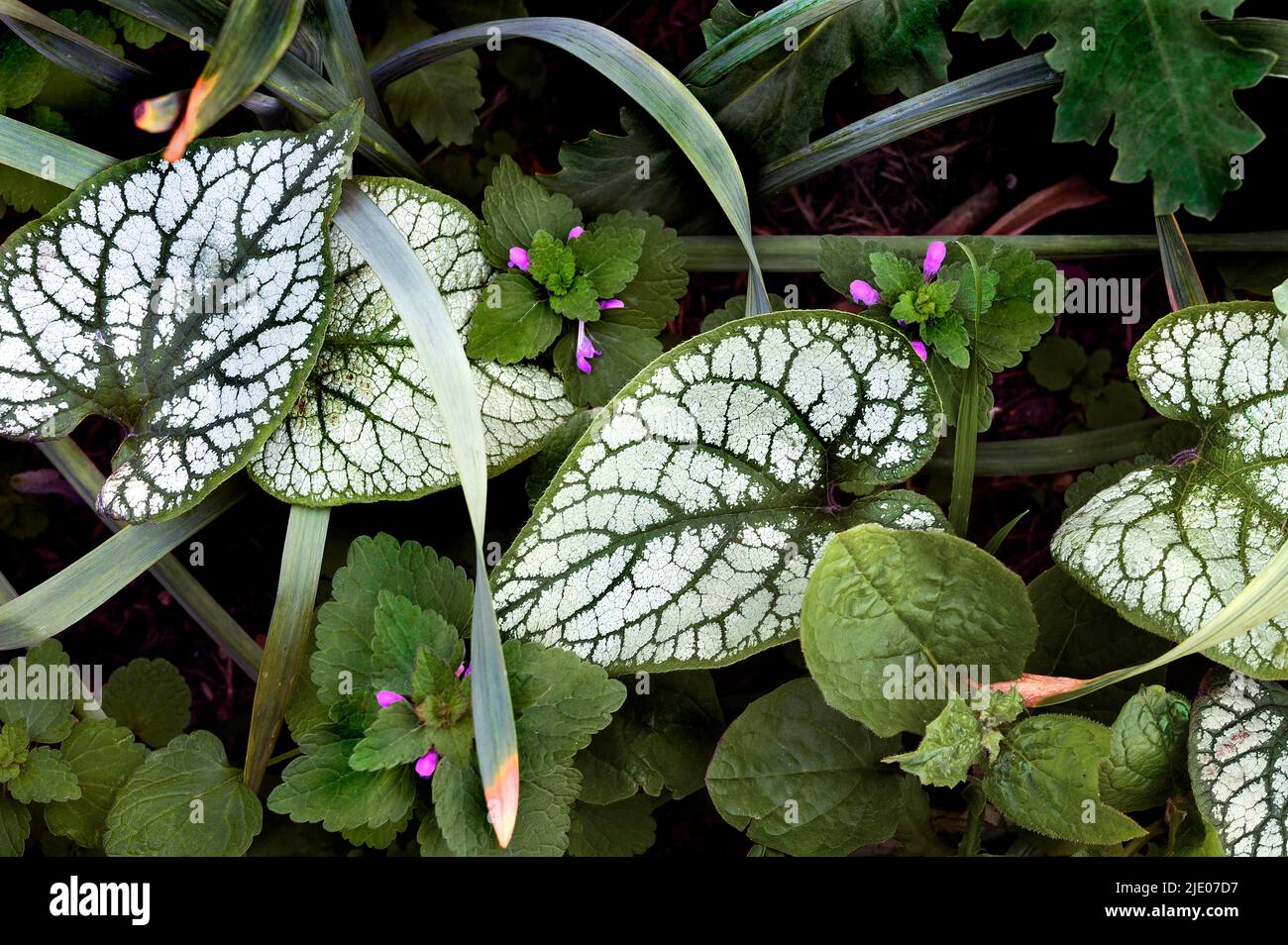 Buggloss siberiano caucasico (brunnera macrophylla) e tartarughe morte (Lamium), Allgaeu, Baviera, Germania Foto Stock