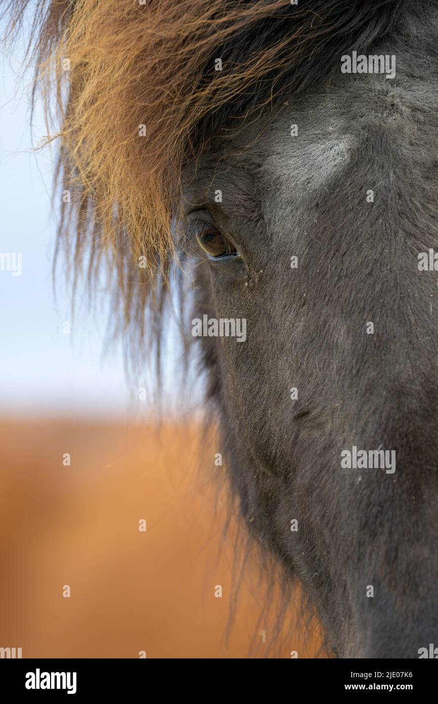 Cavallo islandese, occhio, Islanda Foto Stock