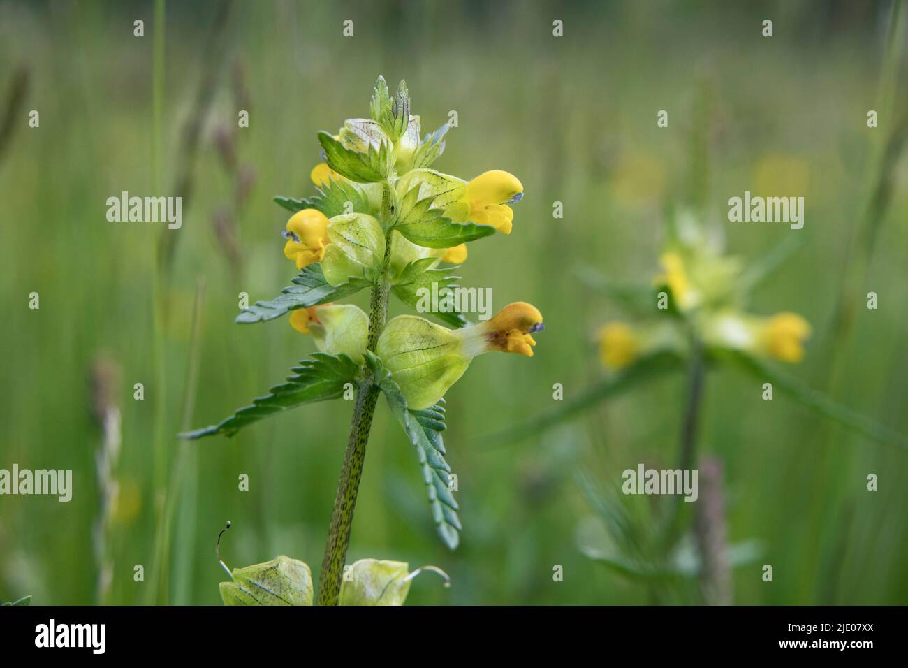 Yellow Rattle (Rhinanthus minor) Upper Teesdale, County Durham, Regno Unito Foto Stock