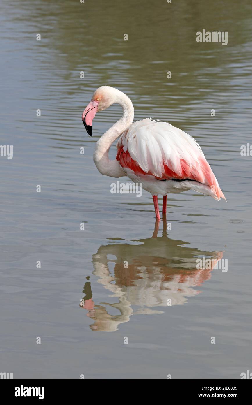 Grande Flamingo (Fenicotterus roseus) Camargue, Francia. Foto Stock