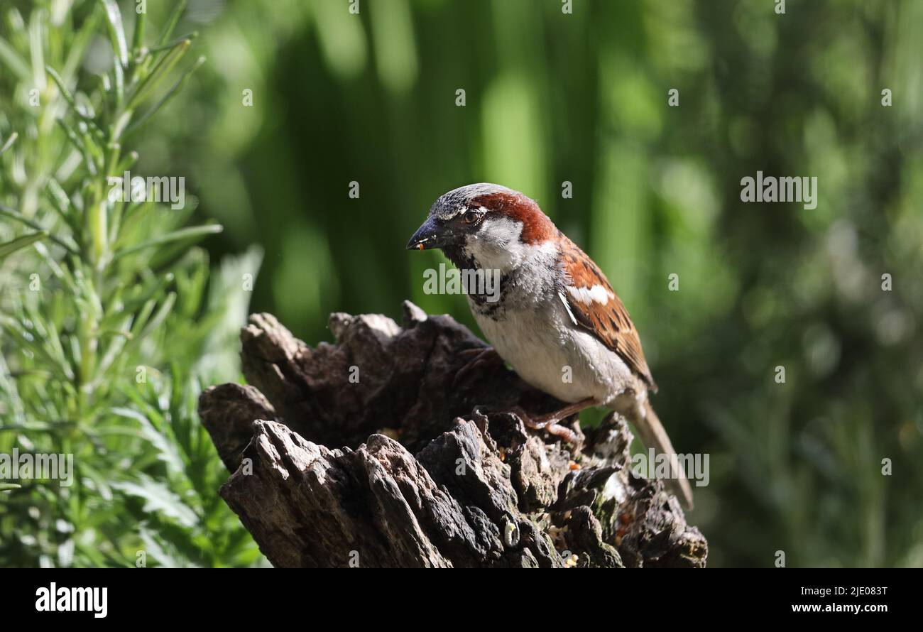 Maschio House Sparrow (Passer domesticus), in Garden Habitat, Regno Unito Foto Stock