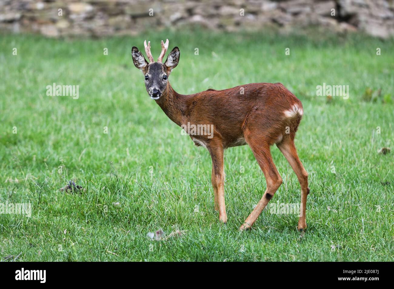 Maschio Roe Deer (Capreolus capreolus) in un Habitat Meadow, Teesdale, Contea di Durham, Regno Unito Foto Stock
