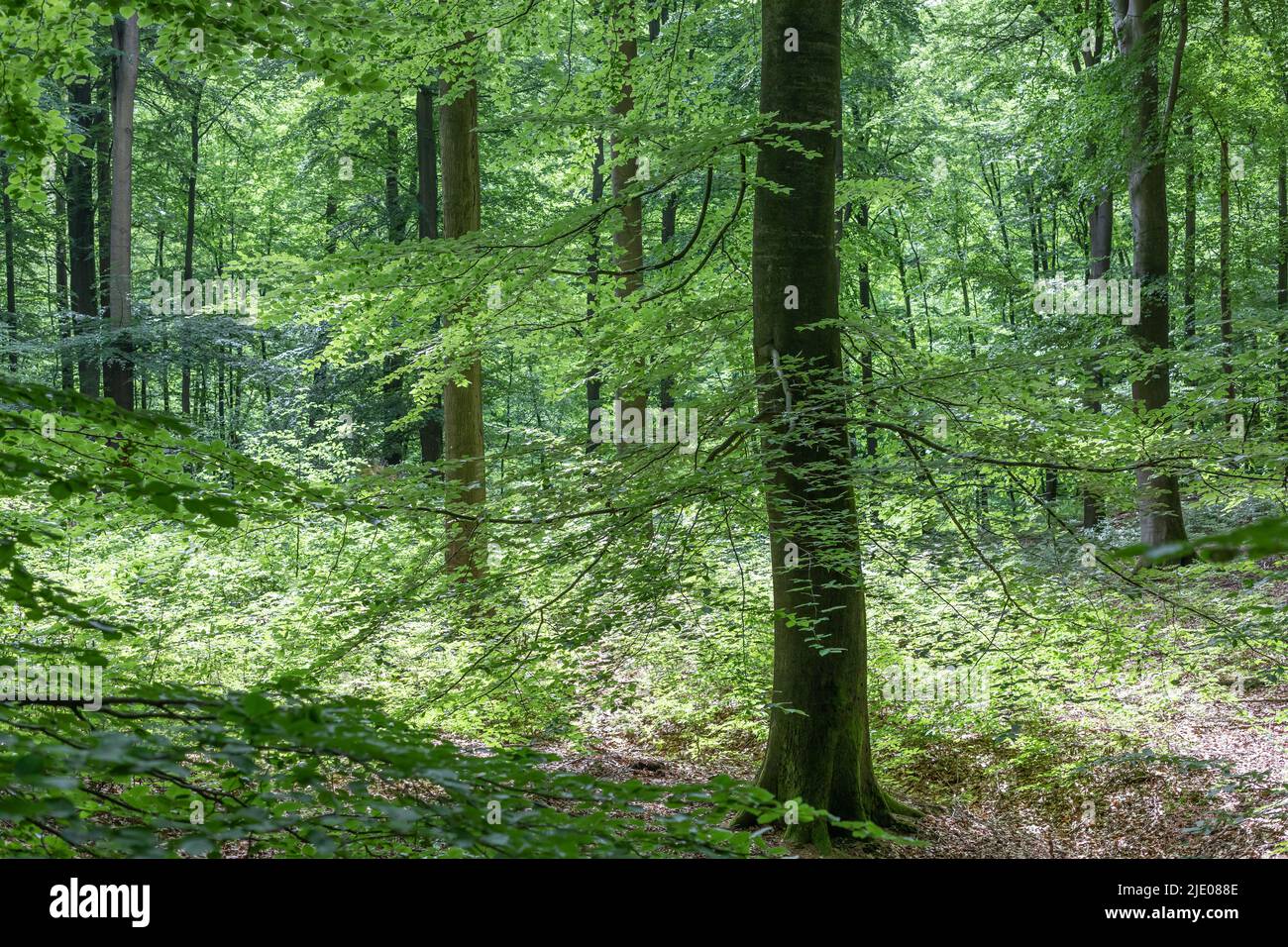 verde foresta decidua in estate Foto Stock