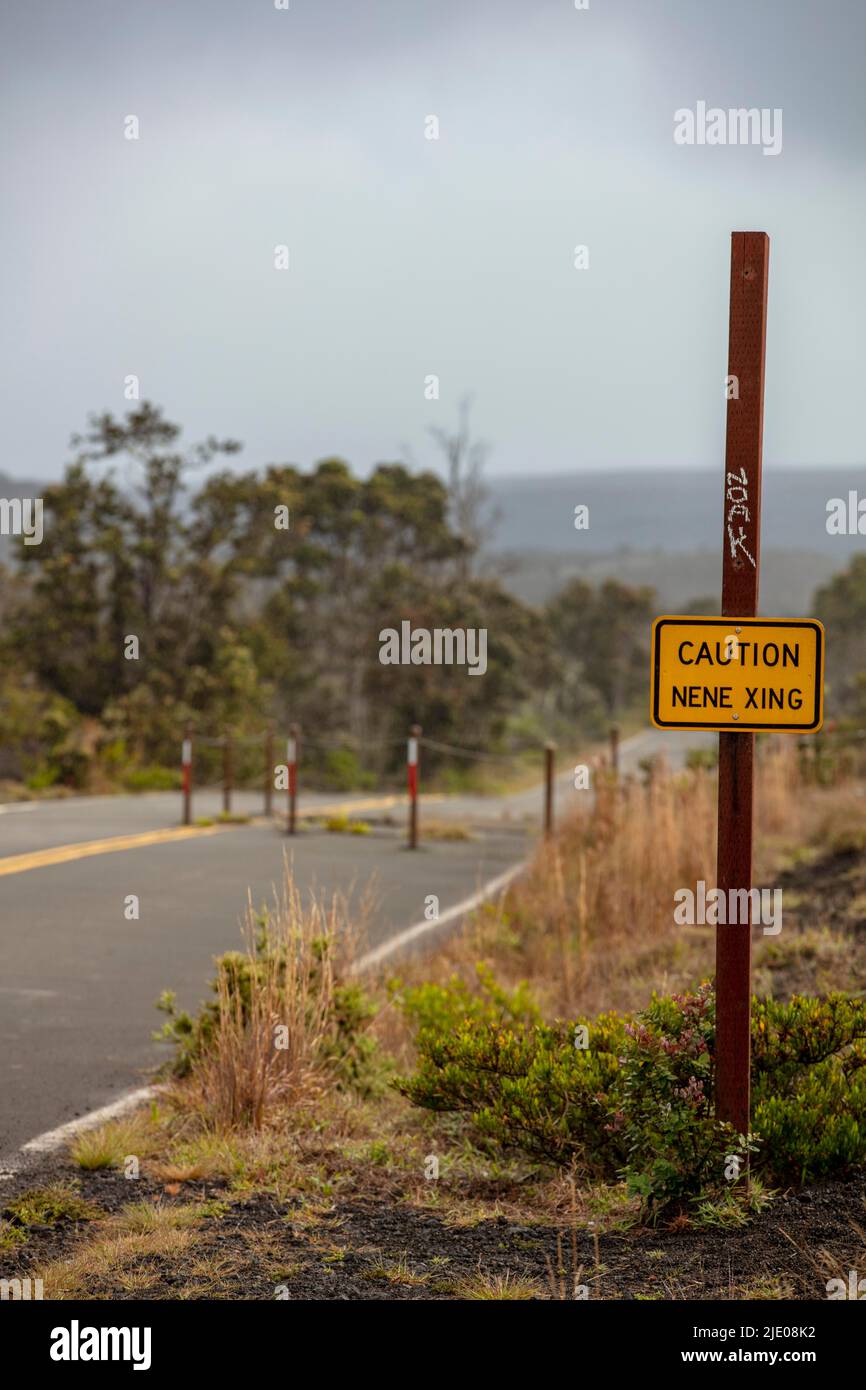Cartello di avvertimento, attenzione Nene Xing, croci in oca Hawaiiana, Crater Rim Drive, Kilauea, Hawai'i Volcanoes National Park, Big Island, USA Foto Stock