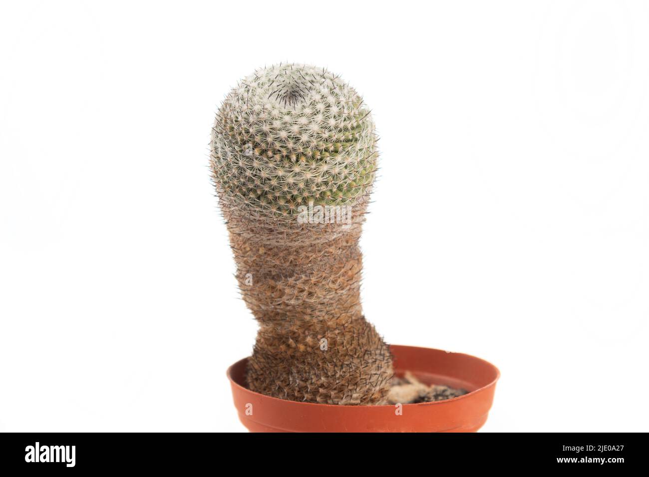 Cactus close up isolato su sfondo bianco, bokeh Foto Stock