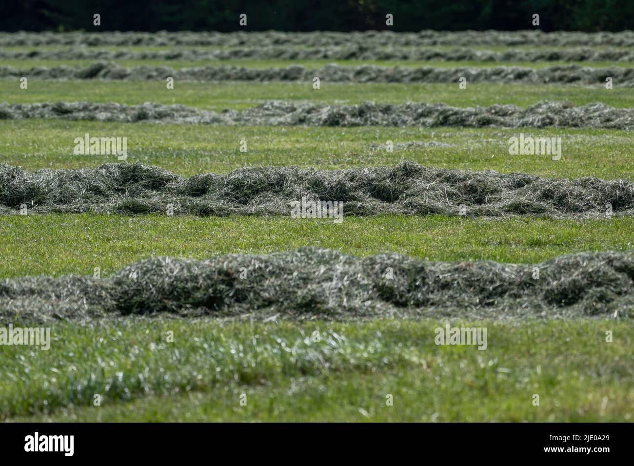 Falciare e tagliare le piste di erba su un prato nella parte orientale del Achterhoek nei Paesi Bassi Foto Stock