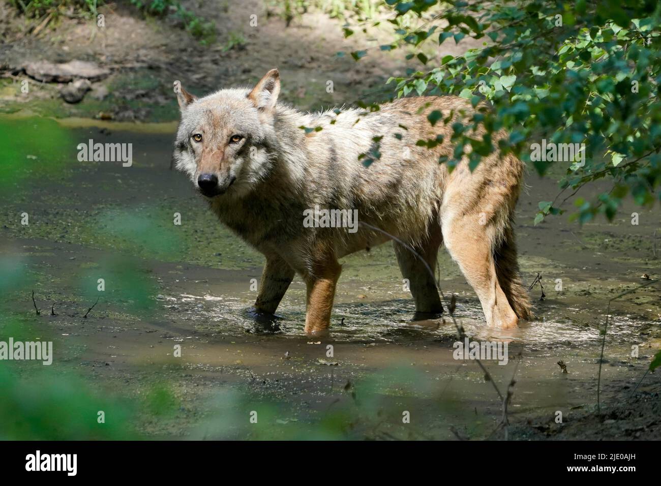 Lupo grigio europeo (Canis lupus), in un pozzo, prigioniero Foto Stock