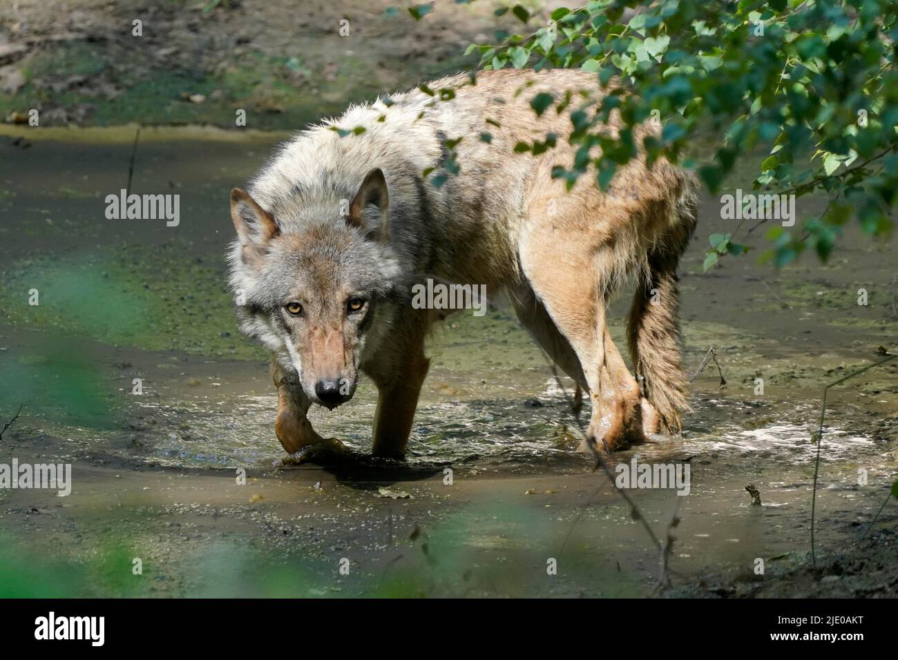 Lupo grigio europeo (Canis lupus), in un pozzo, prigioniero Foto Stock