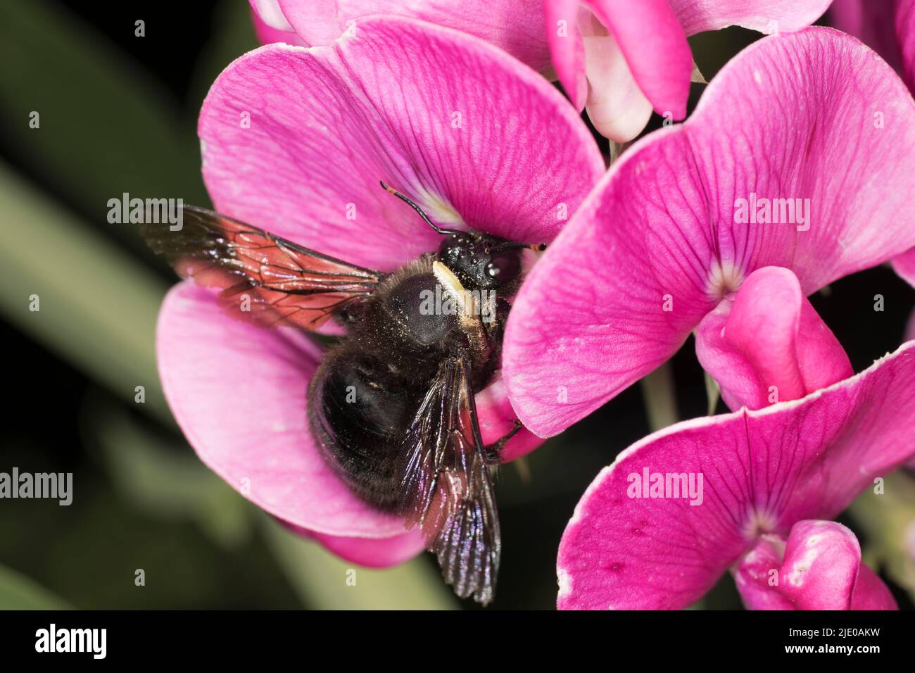 Ape di legno grande (Xylocopa violacea) su un fiore di vetchling a foglia larga, Berlino, Germania Foto Stock