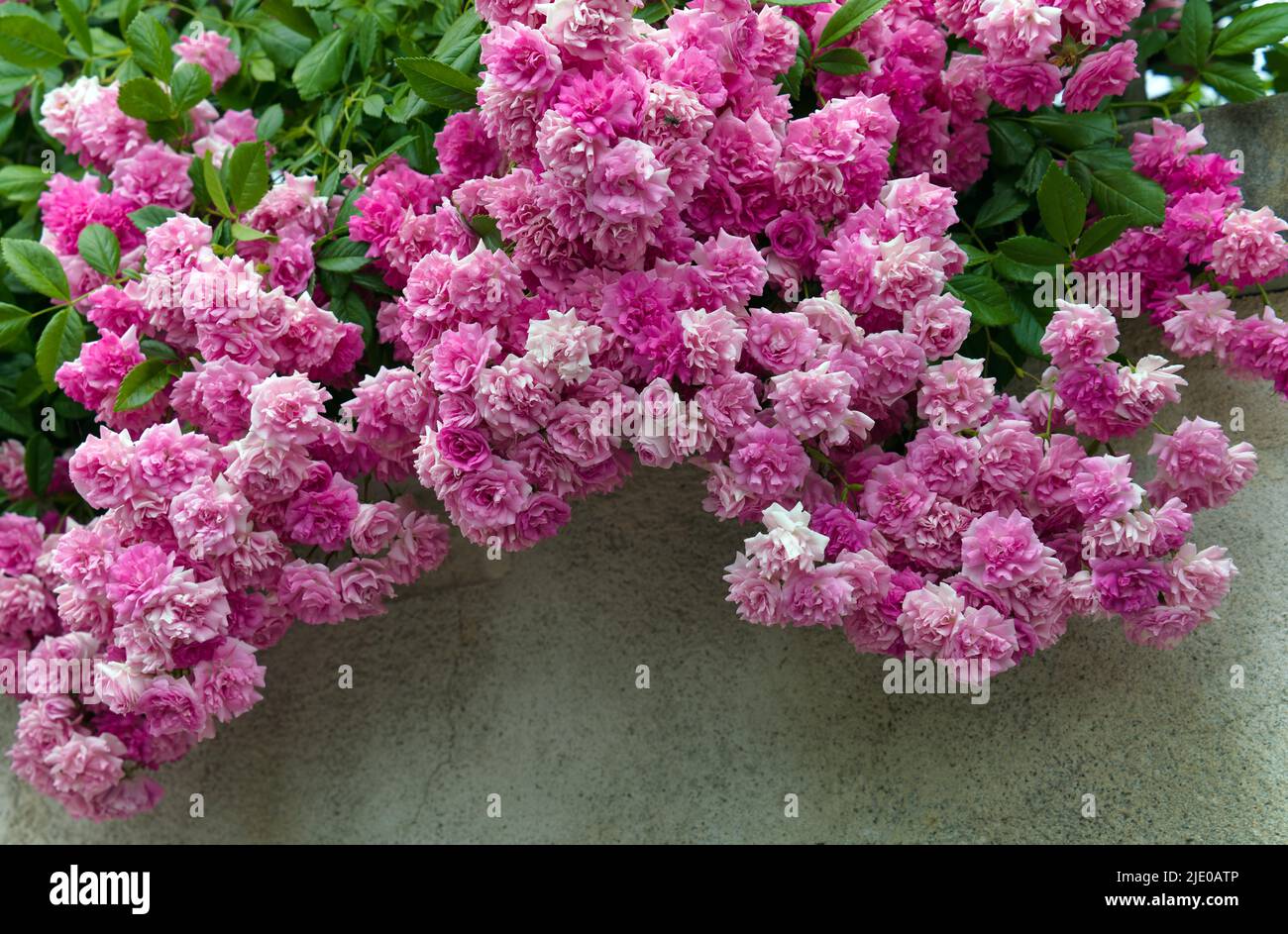 Rosa da arrampicata semi-sempreverde (Rosa lucieae) rosa da arrampicata, appesa a muro Foto Stock