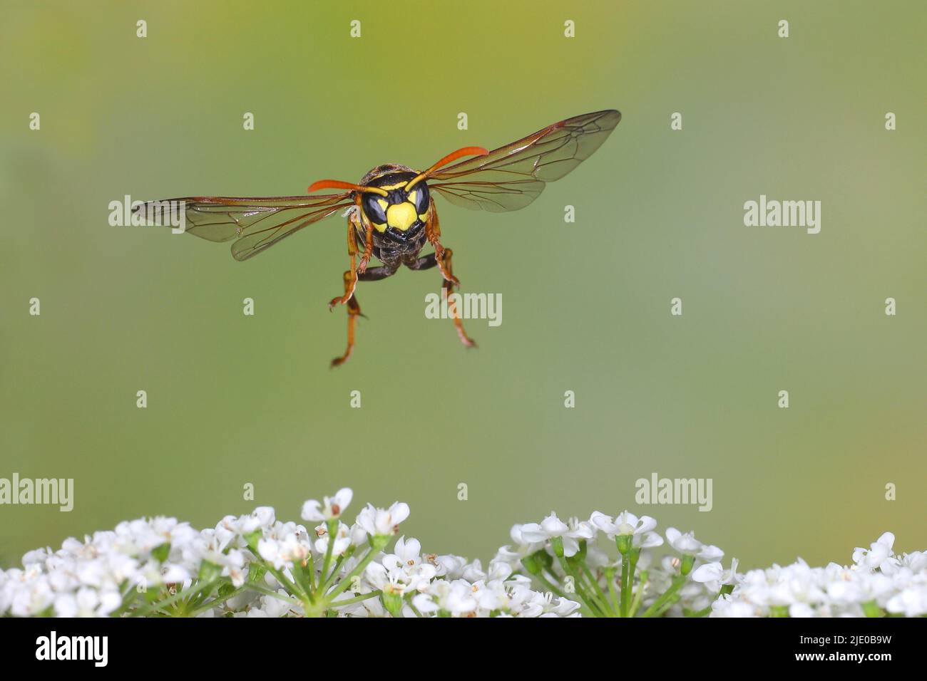 Casa campo wasp (Polistes dominula), in volo, foto di natura ad alta velocità, sopra comune anziano di terra (Aegopodium podagraria), Siegerland, Nord Foto Stock