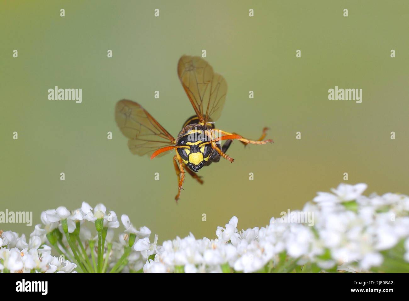Casa campo wasp (Polistes dominula), in volo, foto di natura ad alta velocità, sopra comune anziano di terra (Aegopodium podagraria), Siegerland, Nord Reno-Wes Foto Stock