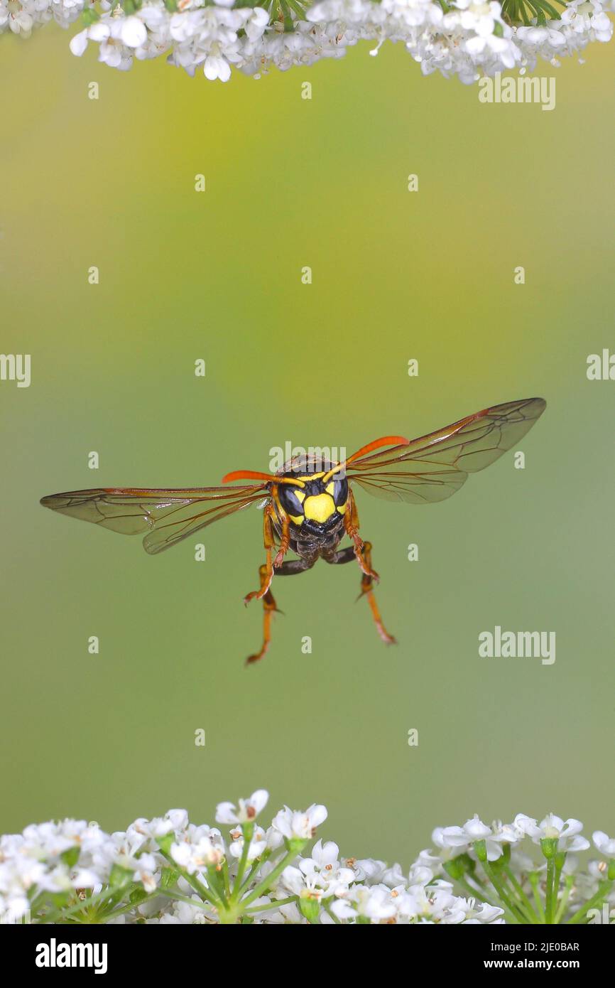 Casa campo wasp (Polistes dominula), in volo, foto di natura ad alta velocità, sopra comune anziano di terra (Aegopodium podagraria), Siegerland, Nord Foto Stock