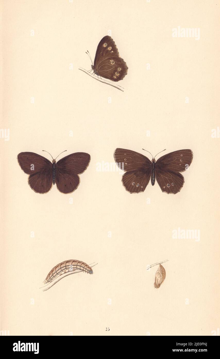 FARFALLE BRITANNICHE. Ringlet in legno. MORRIS 1865 vecchia stampa antica Foto Stock