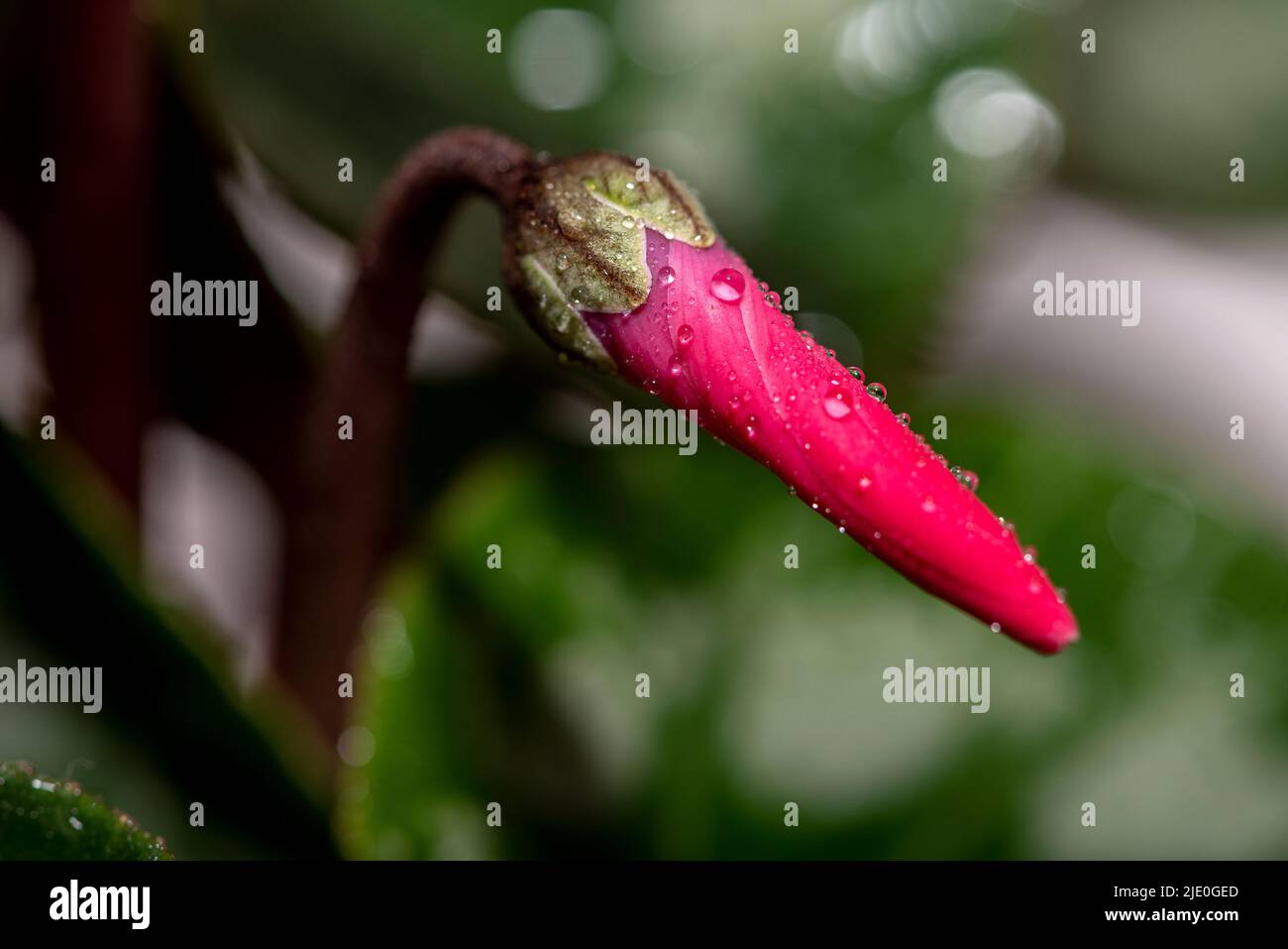 Germogli di ciclamino rosso closeup su sfondo di foglie. Fuoco selettivo. Germogli di ciclamino Foto Stock