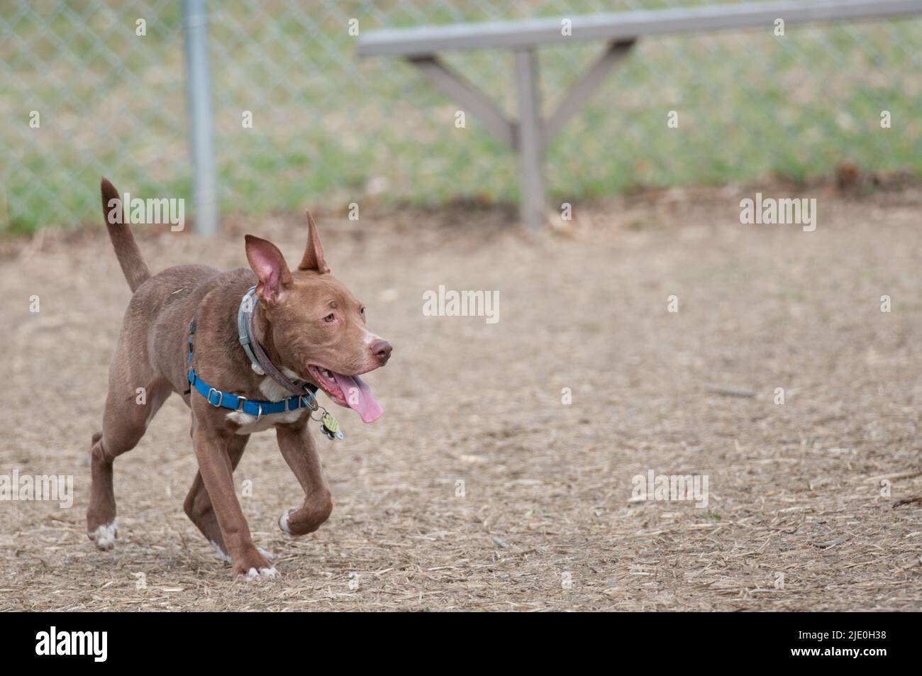 Terrier mix cane giocando nel parco locale cani Foto Stock