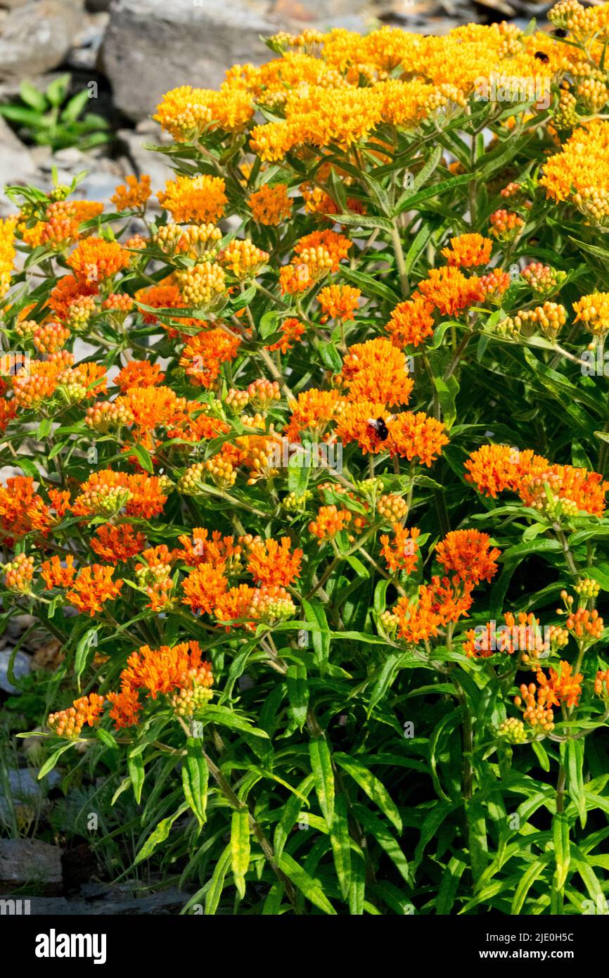 Farfalla di munghie pianta americana nativo, Milkweed, Orange, Fiori, Asclepias tuberosa Foto Stock