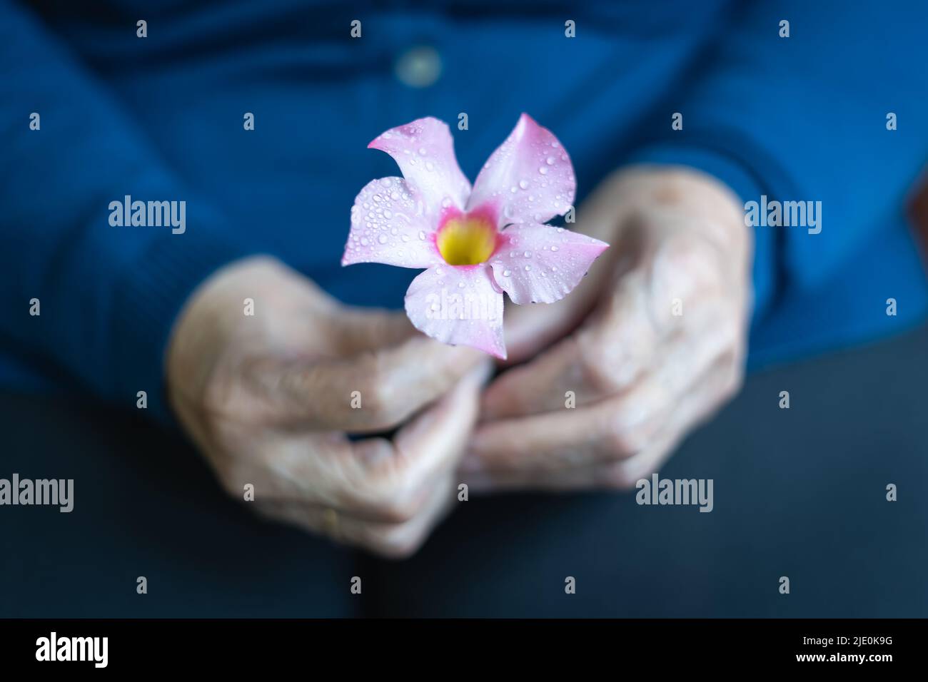 Le mani della donna più anziana tengono un fiore bianco appena tagliato. Foto Stock