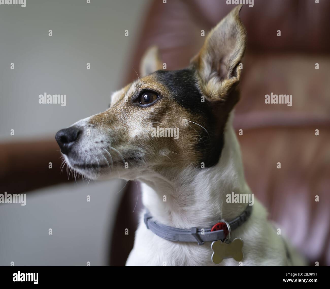 Jack russell cane guardando fuori la finestra da casa. Foto Stock