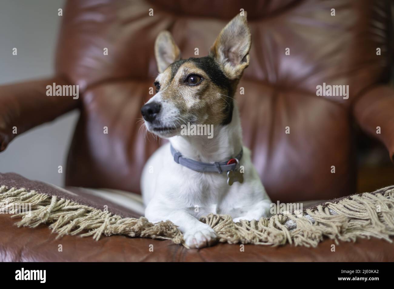 Jack russell cane poggiato sulla sua coperta su una poltrona. Foto Stock
