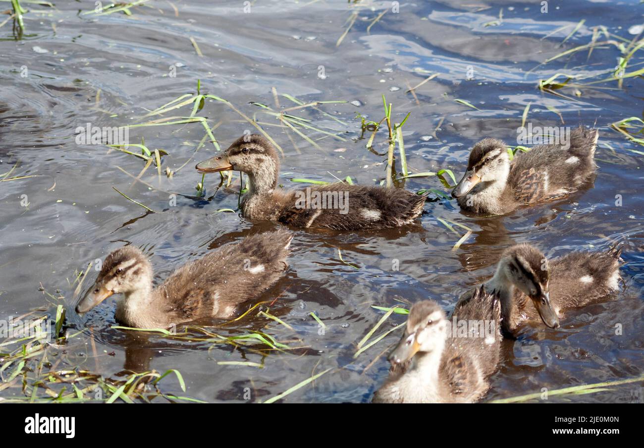 Anas platyrhynchos - anatroccoli di Mallard Foto Stock