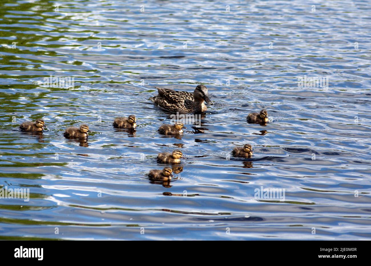 ANAS platyrhynchos - anatra di Mallard e anatroccoli Foto Stock