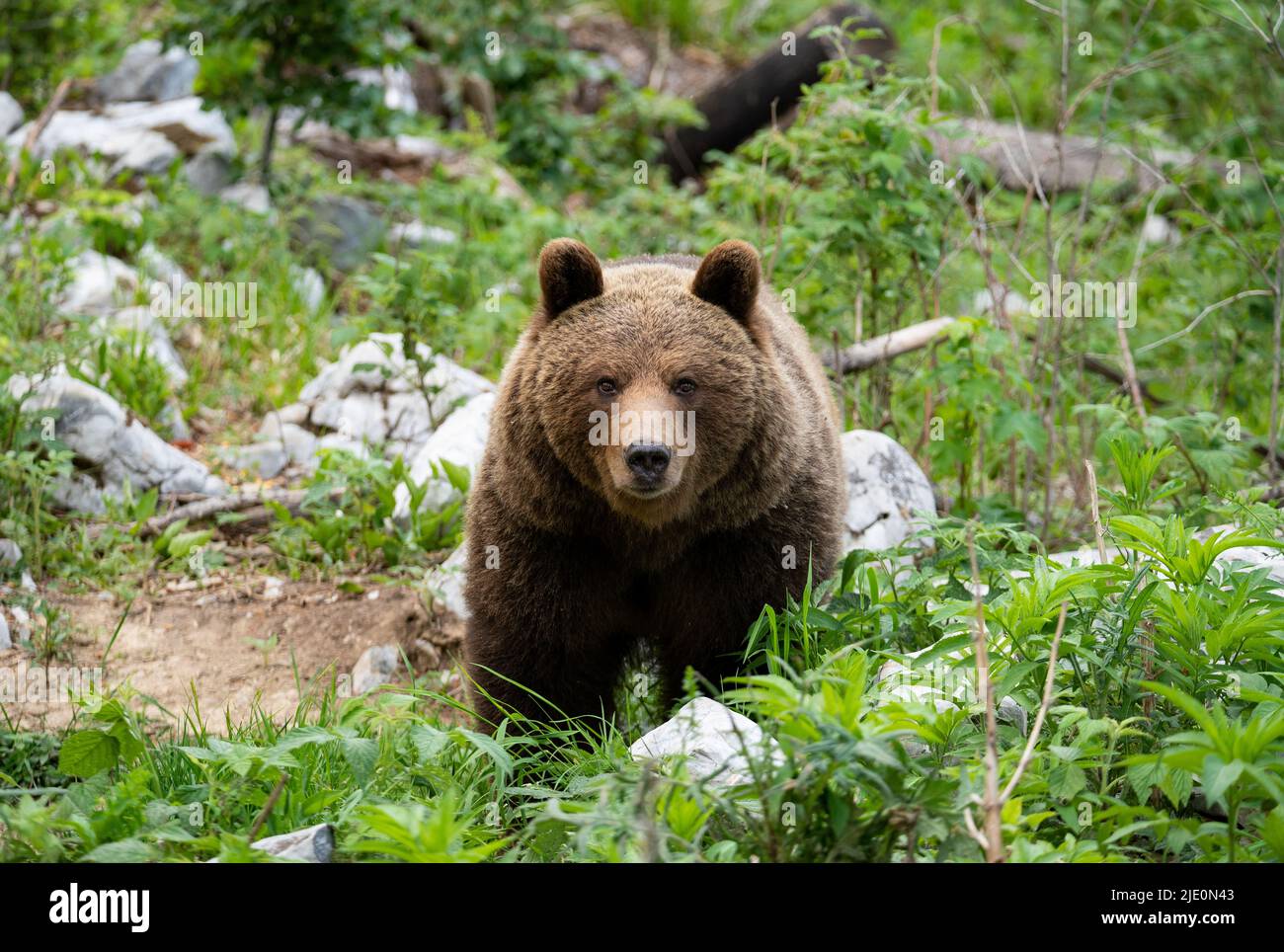 Orso bruno europeo nella regione di confine tra slovenia e croazia Foto Stock