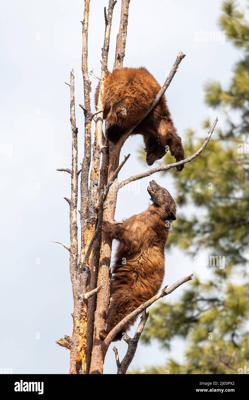 Due giovani orsi neri americani (Ursus americanus) che arrampicano l'albero e combattono a Bearizona, Arizona, USA. (Condizioni controllate). Foto Stock