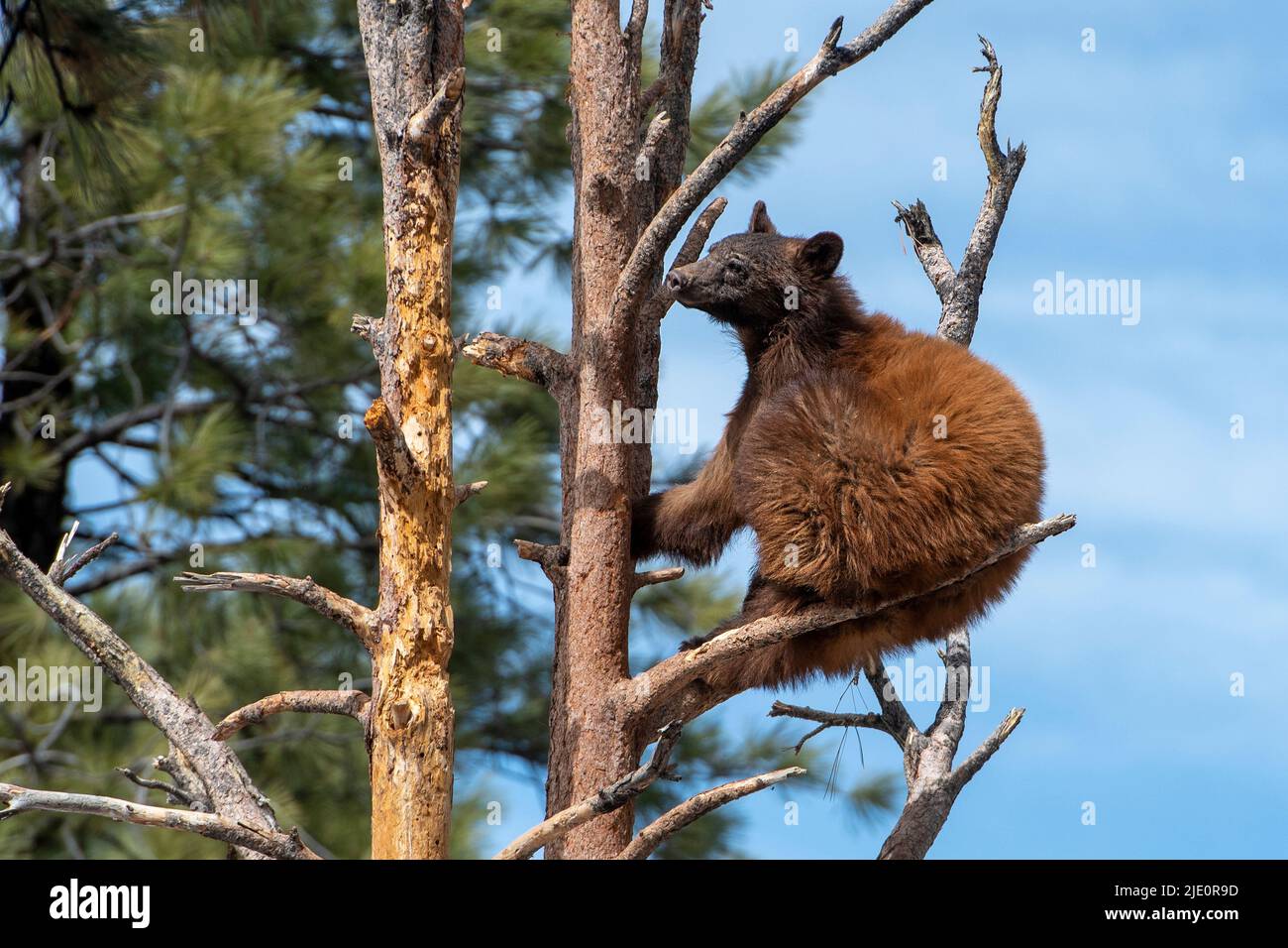Giovane orso nero americano (Ursus americanus) che arrampica un albero a Bearizona, Arizona, USA. (Condizioni controllate). Foto Stock