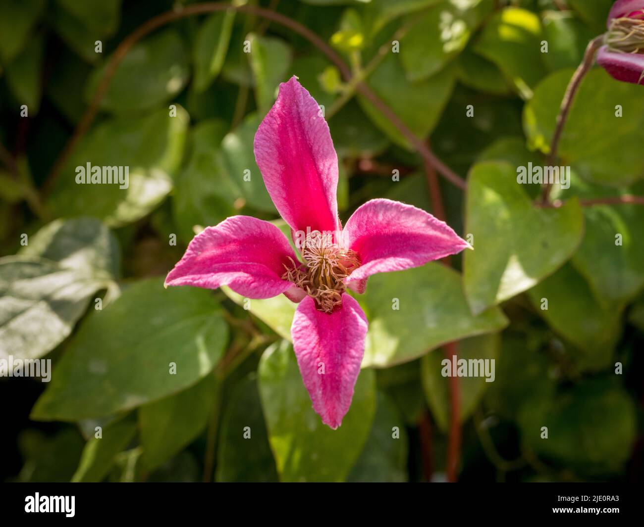 Clematis Princess Diana cresce in un giardino britannico Foto Stock