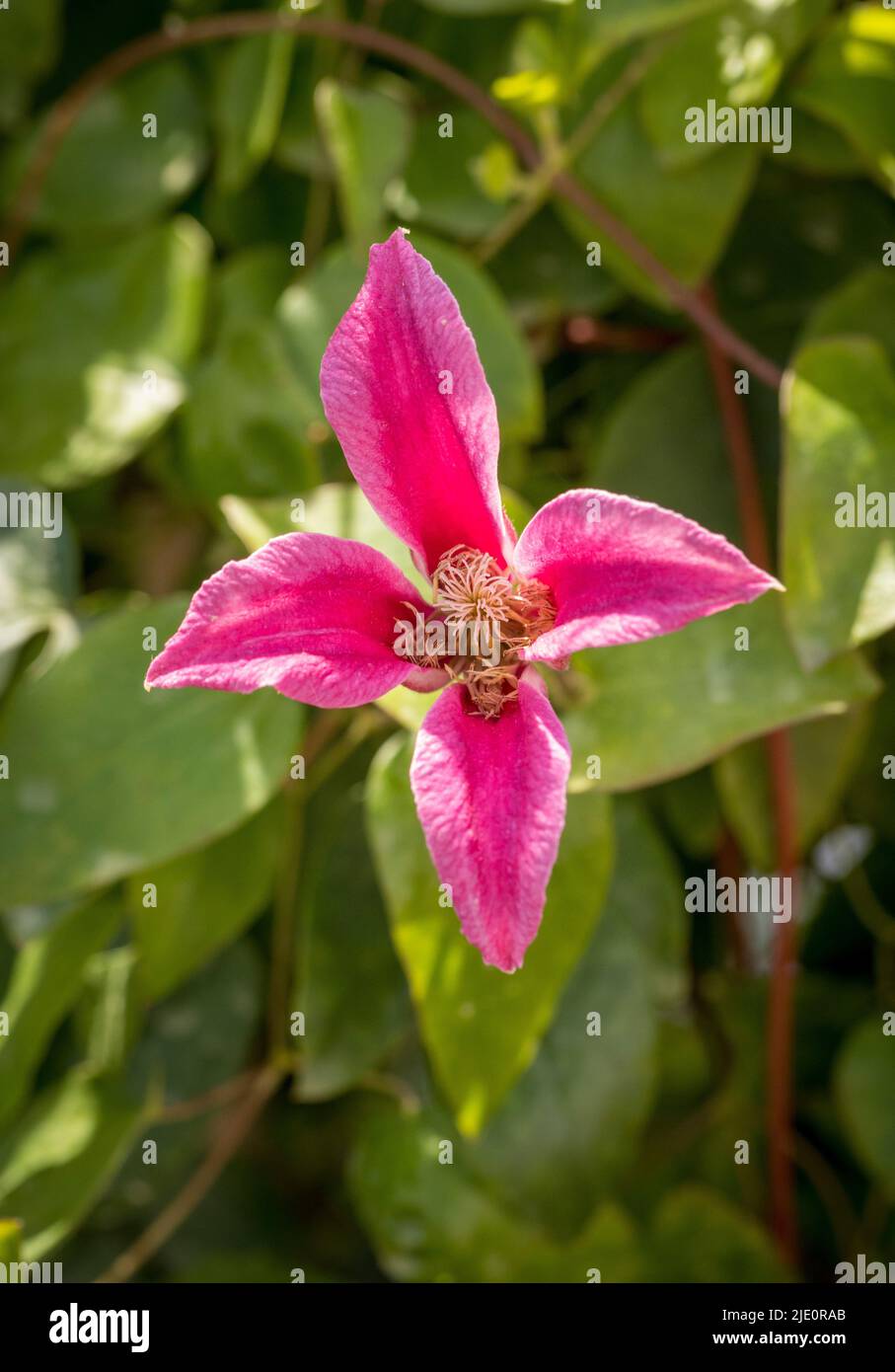 Clematis Princess Diana cresce in un giardino britannico Foto Stock