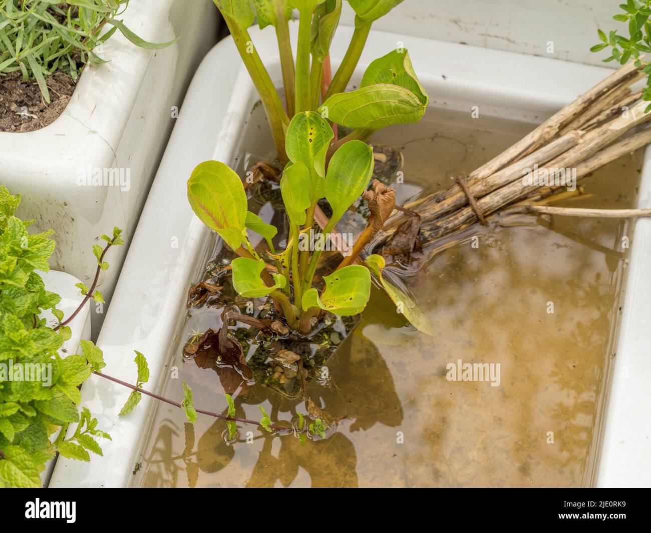 Piante acquatiche che crescono in un bacino di Belfast riproposto in un giardino britannico. Foto Stock