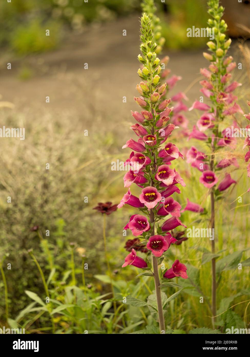 Guanti di volpe rosa scuro con erbe fuori fuoco sullo sfondo che crescono in un giardino britannico. Foto Stock