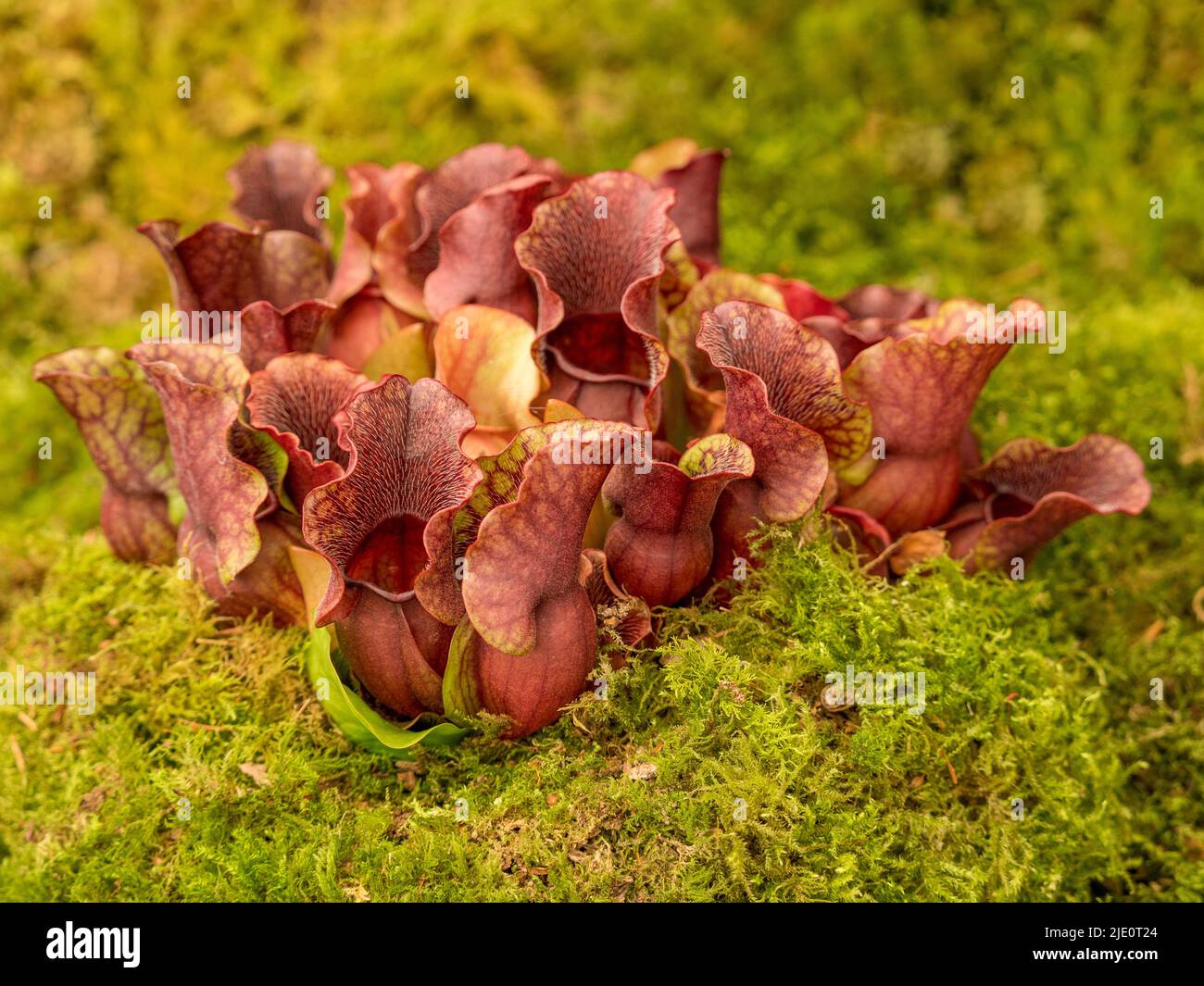 Sarracenia purpurea venosa è anche conosciuta come la pianta di Pitcher. Foto Stock