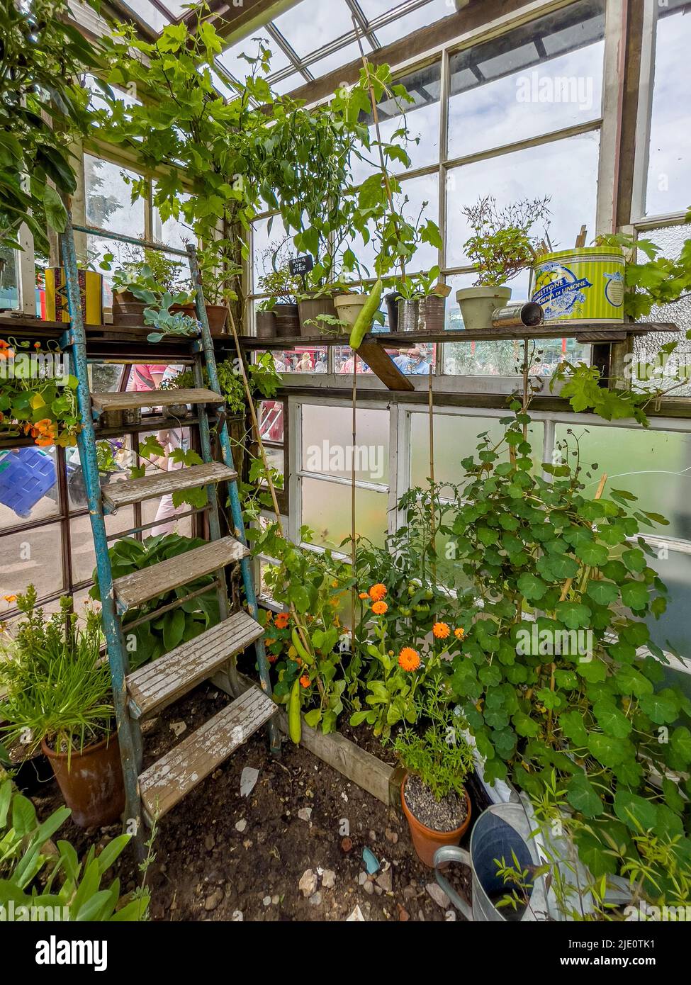 Interno di una serra riciclato realizzata da finestre rigenerate, parte di una mostra di giardino sostenibile di Frances Tophill. Foto Stock