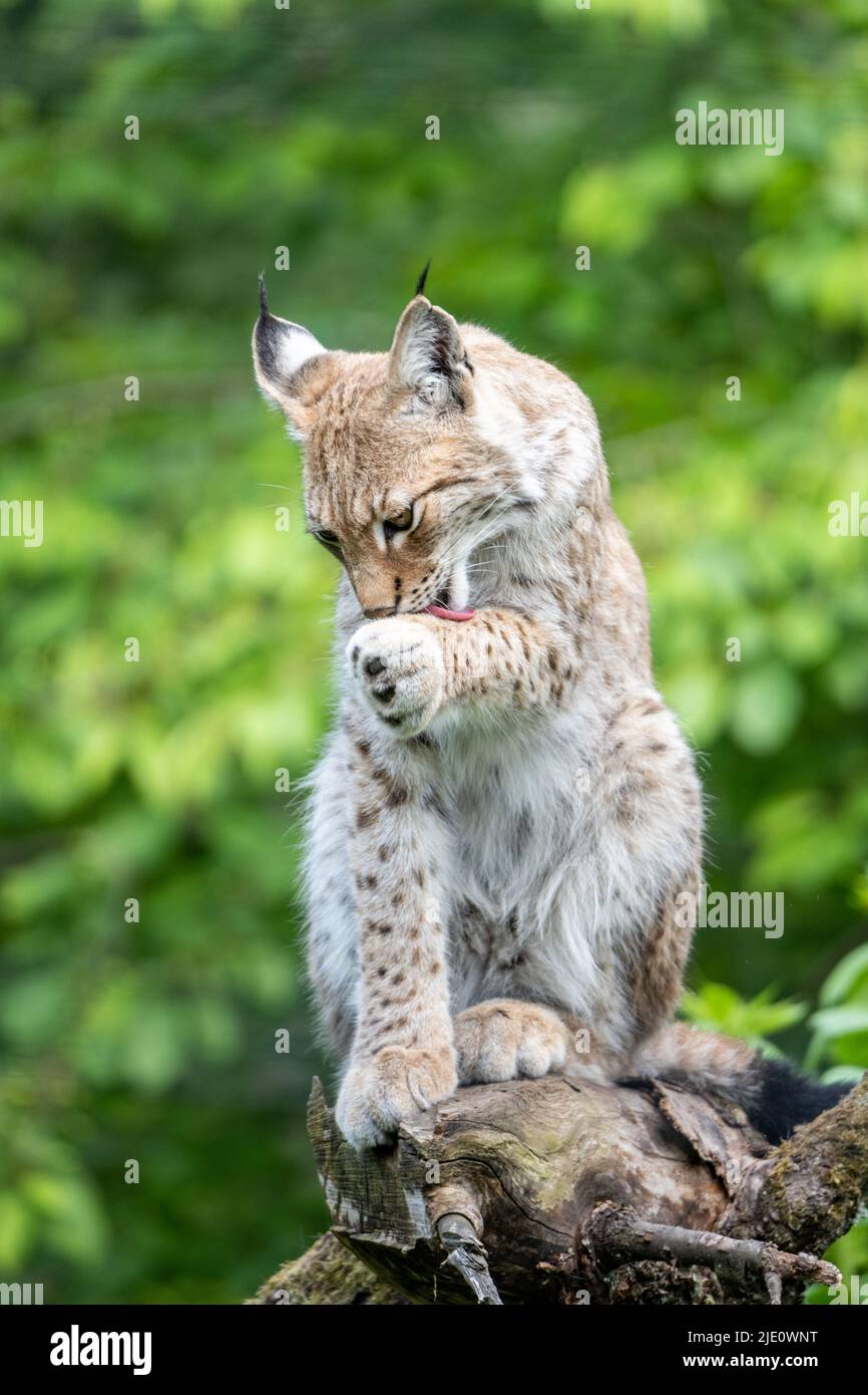 Lince selvaggia in habitat naturale Foto Stock