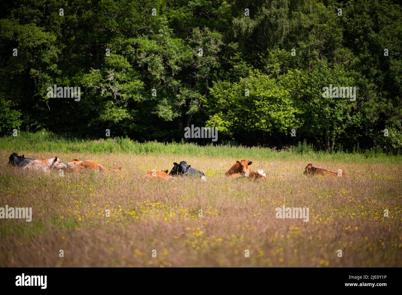 Ho guardato questi bovini per alcuni giorni che vivono la loro vita migliore nel prato tra Drumnadrochit e Milton a Glen Urquhart. Oggi io Foto Stock