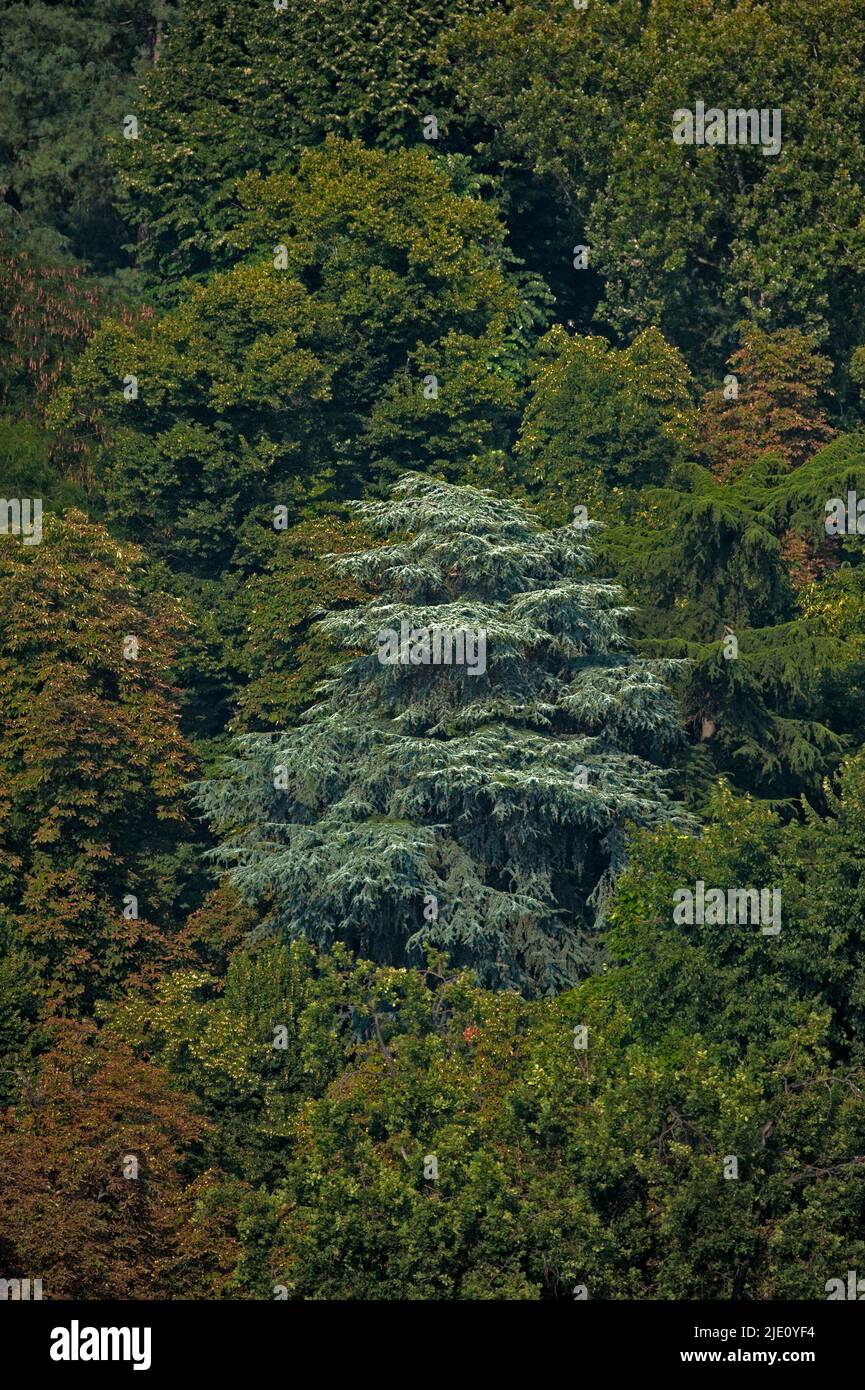 Milano, Parco Sempione, abete grigio. Foto Stock