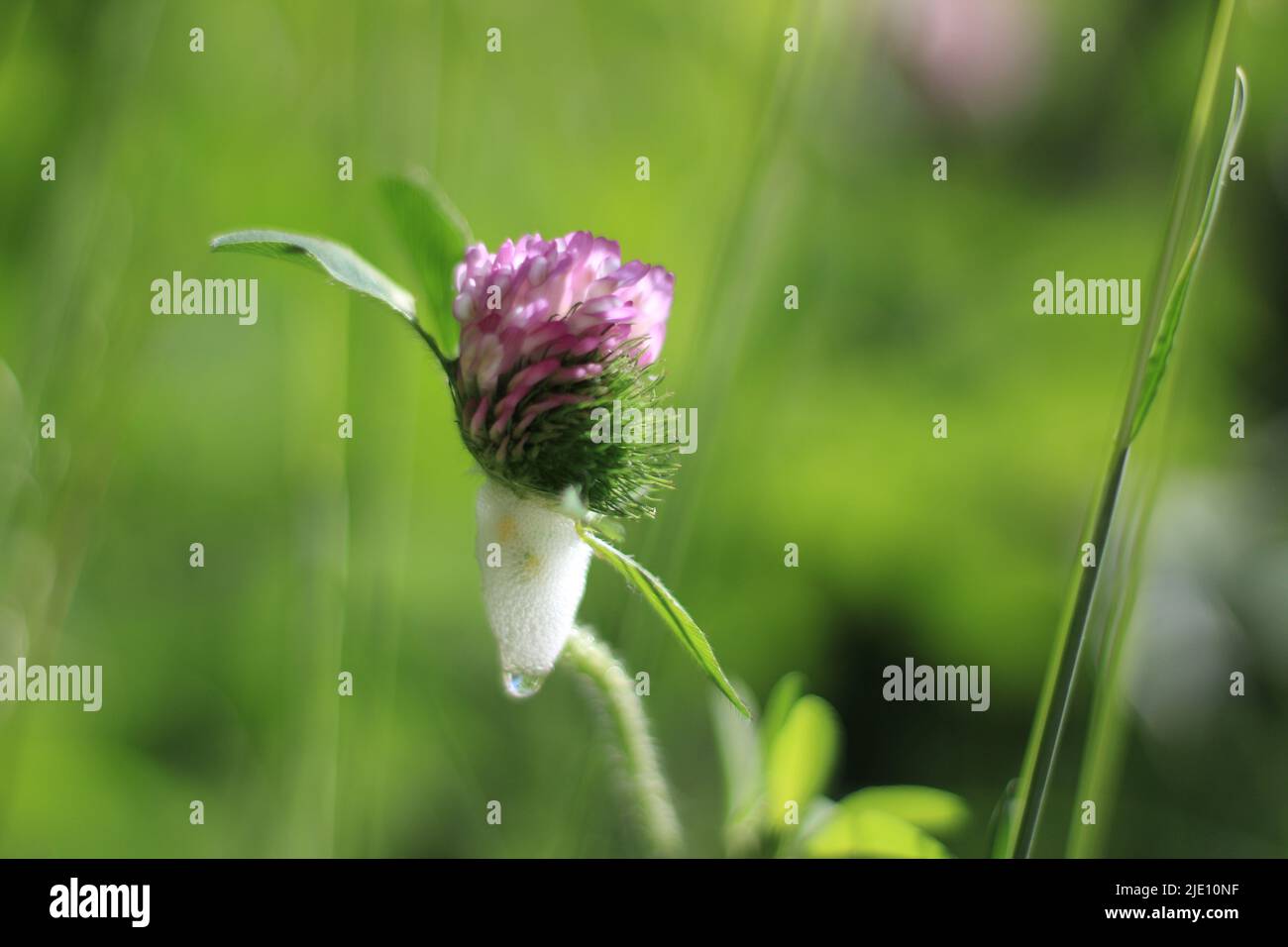 Trifoglio rosso con schiuma bianca e una bolla formata dalla ninfa di un bug spittle (froghopper) in primavera Foto Stock