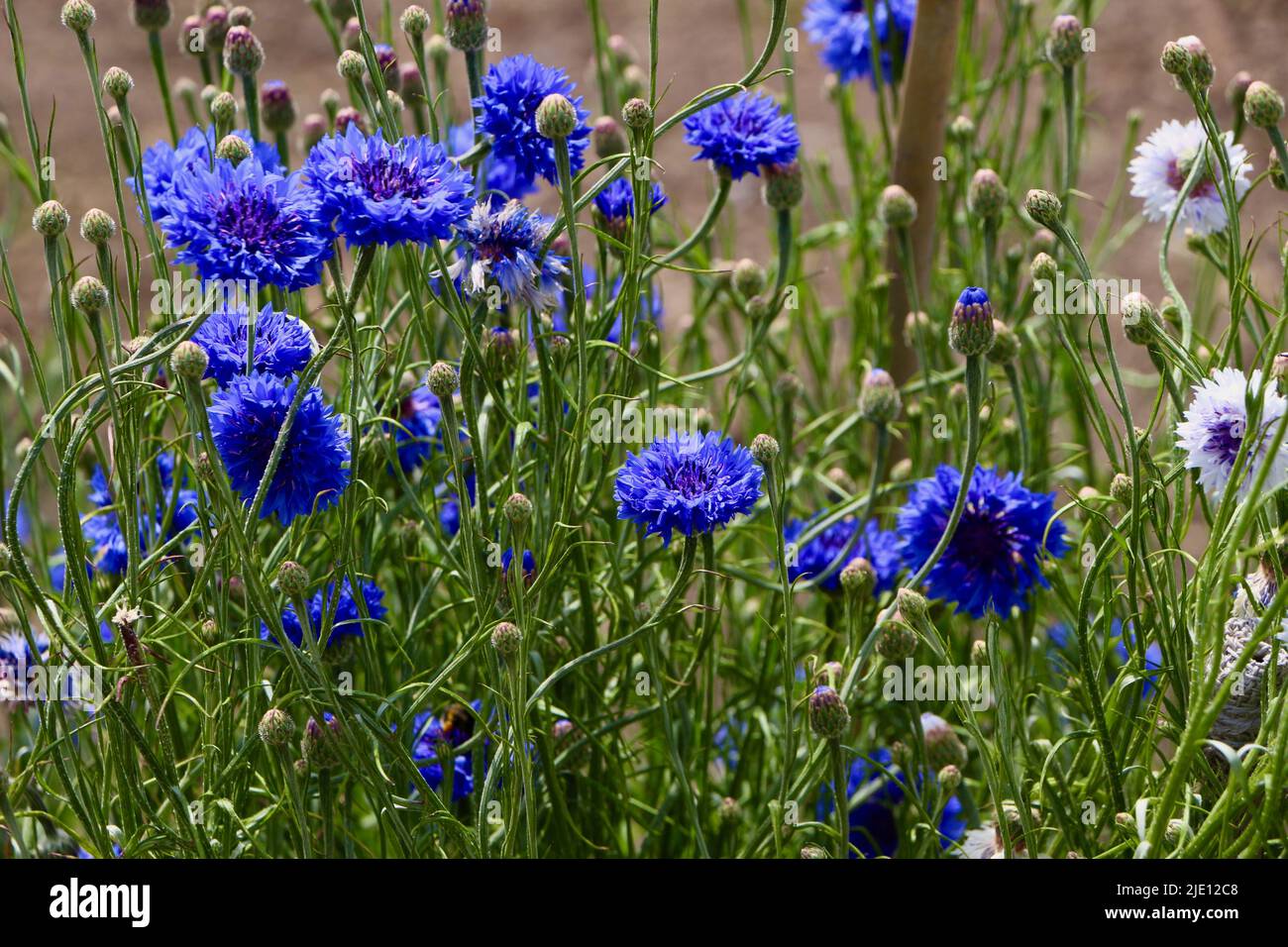 Centaurea cyanus fiori di cornflower blu in piena fioritura Foto Stock