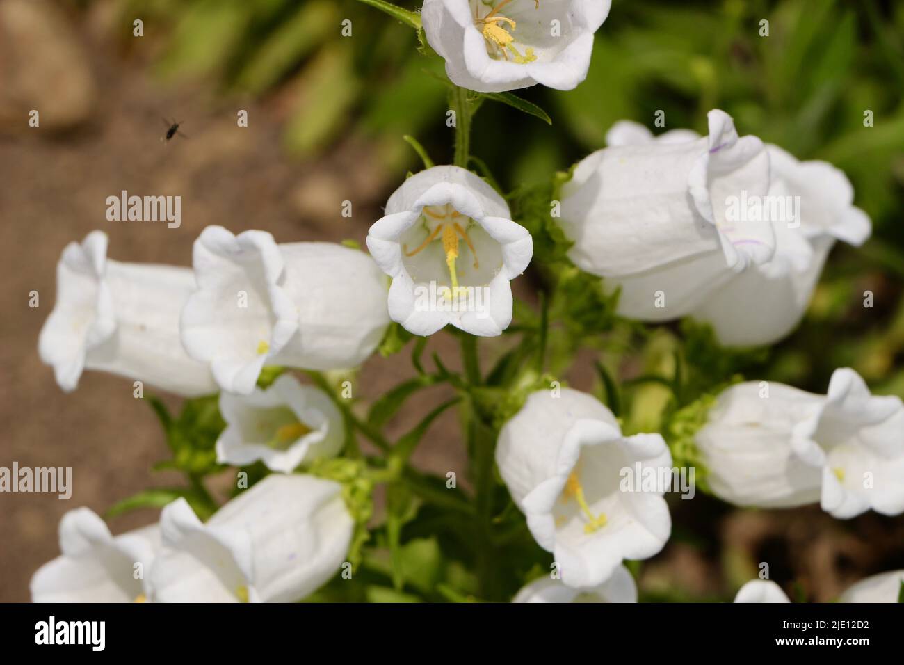 Campanula media var. Alba Canterbury campane fiori bianchi alla luce del sole Foto Stock