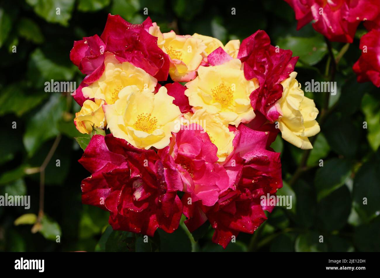 Primo piano di Rosa Rio Samba gruppo di rose bicolore giallo e rosso alla luce del sole Foto Stock