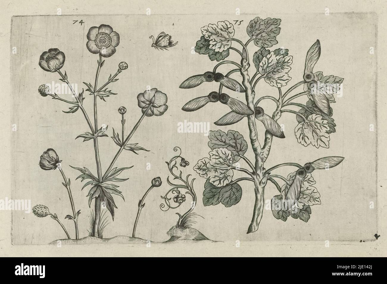 Cognoscite lilia (titolo della serie), Sharp buttercup (Ranunculus acris) e Field acle (Acer campestre), numerati 74 e 75., tipografia: Crispijn van de Passe (i), (attribuito a), dopo disegno di: Crispijn van de Passe (i), (attribuito a), editore: Van de Crispijn (i) Colonia, dopo il disegno di: Colonia, editore: Colonia, editore: Londra, 1600 - 1604, carta, incisione, altezza 127 mm x larghezza 205 mm, altezza 172 mm x larghezza 272 mm Foto Stock